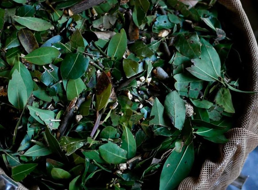 Freshly gathered laurel leaves in a mesh bag, ready for the still