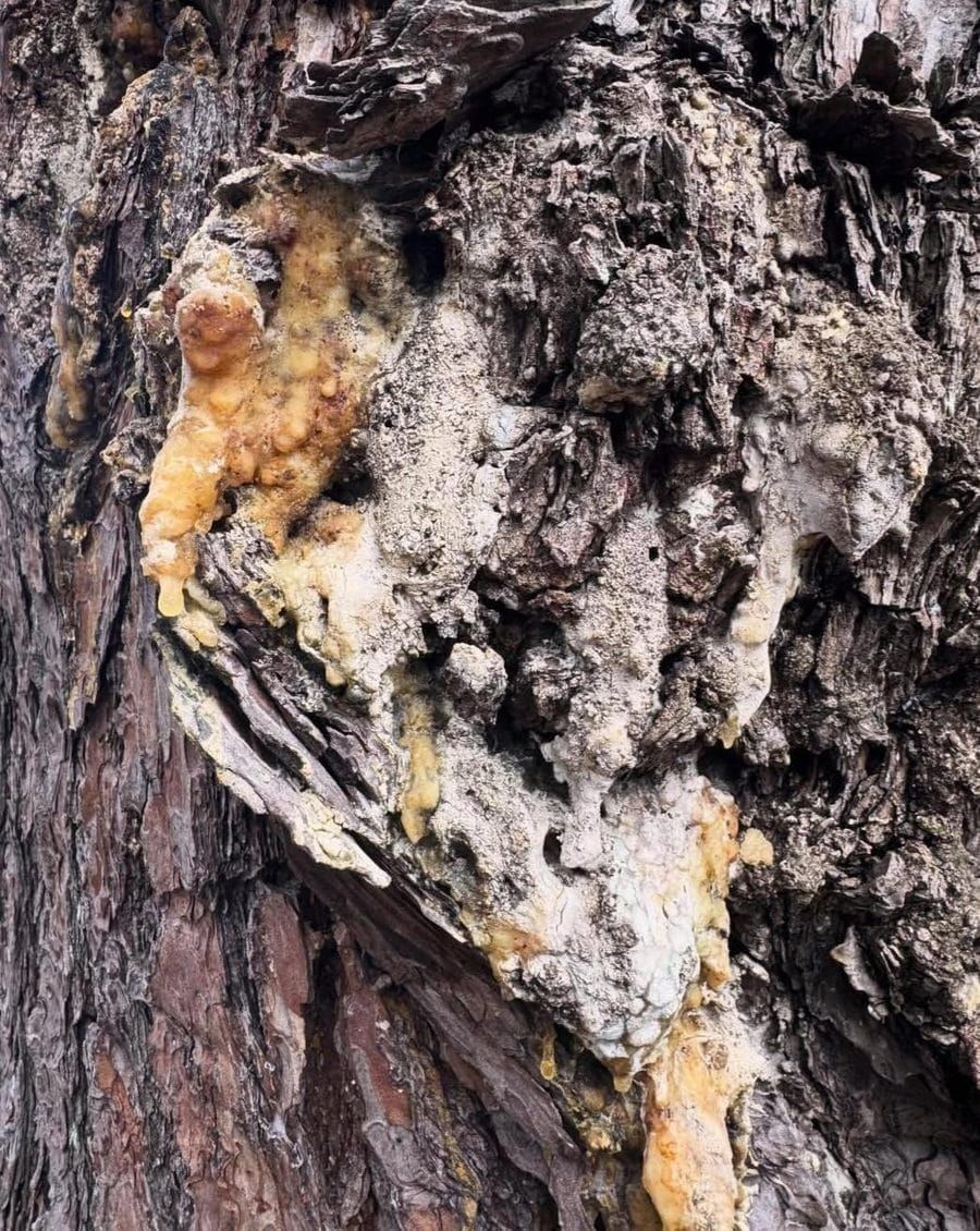 Resin weeping from the bark of an old pine