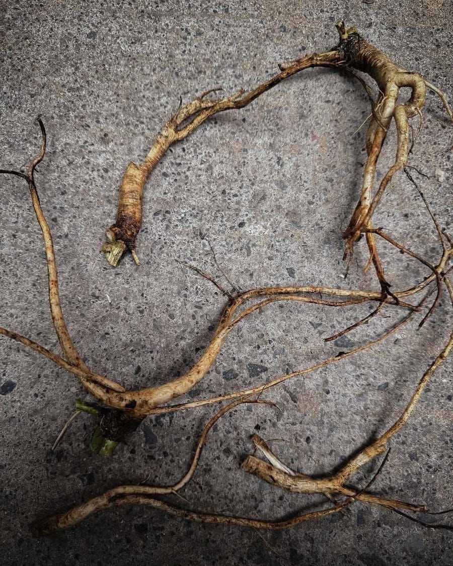 Roots dug from the forest floor, laid out on stone