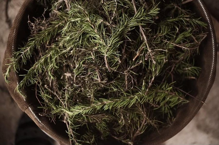 A basket of rosemary cuttings for distilling