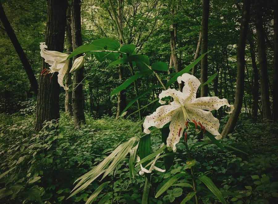 A wild mountain lily in the forest near Minakami